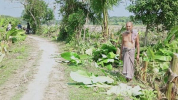 লোহাগড়ায় কৃষকের পাঁচ শতাধিক গাছ কেটে ফেলল দূর্বৃত্তরা